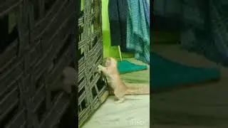 😞😞😞 coman face to face hand to hand panch enjoyed it like subscribe to 😞😞😞
