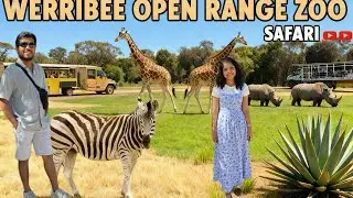 Melbourne Open Range Zoo #melbourne #mallu  🦓🦒 #new #2026  #travel #melbourne #vlog