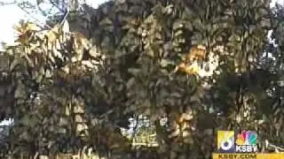 No Place Like Home Pismo Monarch Grove