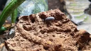 Leopard gecko bioactive compartments update