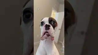 Top 5 Dogs of the Week