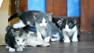 Daily Dose of Cat Videos (cute kittens) - @ Cheeky LOL Cats