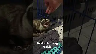 Jinakin Musang Galak #shorts