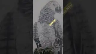 Drawing with Brustro Graphite art pencils|Grey Parrot sketch