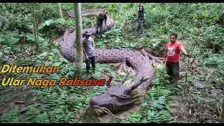 Найдена туша драконьей змеи | Из глины..