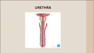 GROUP 10 REPRODUCTIVE SYSTEM