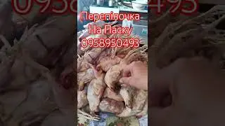 копчена перепілка- копчення своїми руками