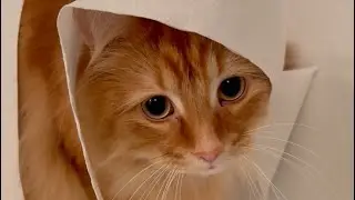 My cat&rsquo;s toilet paper obsession.