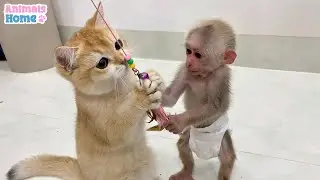 BiBi monkey teach Ody cat to play with toys