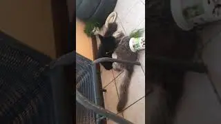 Maine Coon Cancan i El Nino