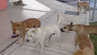 friendly stray dogs