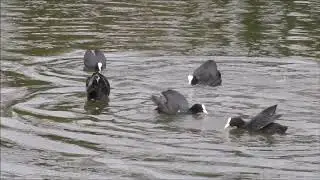 017. Many aggressive Coots fighting & displaying at each other (volume to max)