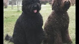 ~French Water Dog~ What is it? This Curly Haired Dog looks like a Barbet! Is that what it is?