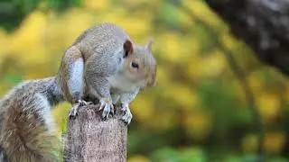 4K Funny Squirrel Video 2021 | #Short #Viral | Rss Entertainment World