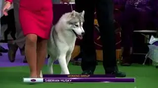 siberian husky, WESTMINSTER 2017
