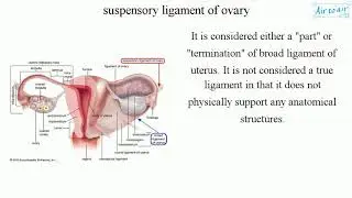 suspensory ligament of ovary