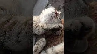 How To Make Cat Familiar With You | Easy Tips To Bond With Cat