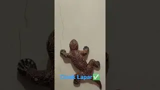 Cicak vs Cicak