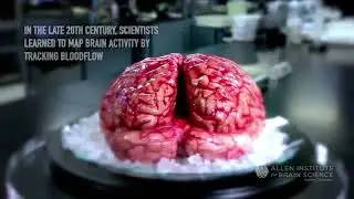 Part I   How the Brain Constructs our Experience of the World