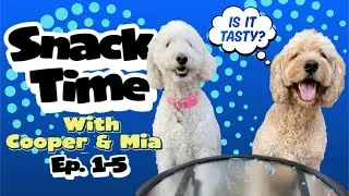 Snack Time Fun with Cooper & Mia 🐾❤️ | New Tastes & Funny Reactions (Compilation Ep 1–5) #dog #pov