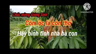 Giáng Sinh bình tĩnh nha bà con. Sau phun bật mầm hoa cần làm gì để cây vải u hồng ra hoa tốt.