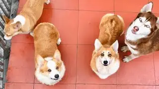 my corgi dogs 17/1