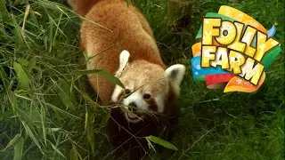 The Animals of Folly Farm 2019