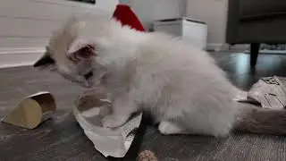 Cats enjoying Christmas stockings