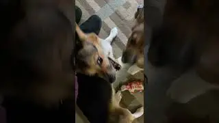 THE BEGINNINGS OF CORGI RUMBLE!!!  WAY BACK WEDNESDAY!!!