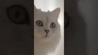 PURE WHITE CAT AESTHETIC | 白い猫の癒し | CHAT BLANC &Eacute;L&Eacute;GANT