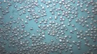 Massive Crab Swarm Discovered Off Panama Coast