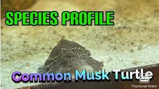 Common Musk Turtle- Species Profile 2021