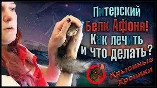 БЕЛК Питерский. 😲 Трехногий серый белк Афоня! Спасённый бельчонок и всё такое. 🐭 (ДикоRat) 🐭
