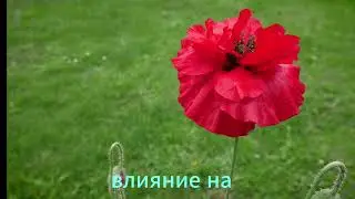 Маковый миг #mylife #poppy #flowers