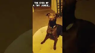 Toy Obsessed Dog