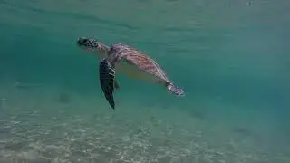 Dubois park, Jupiter inlet, and cato's bridge Snorkeling, Jupiter Florida