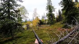 Yksi laukaus ja kaksi koppeloa - One shot and two female capercaillies - mets&auml;stys