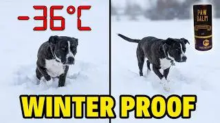 Winter Proofing Dog Paws | When Your Dog Won't Wear Dog Boots