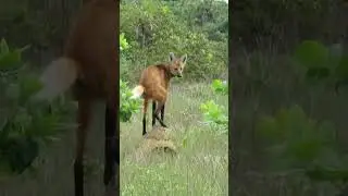 The strange behavior of the Maned Wolf 💩 #shorts