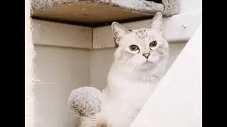 Cats In The Kitty Corner