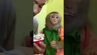 Monkey LyLy wears a bib while eating yogurt #shorts #monkey #monkeyLyly #smartmonkey  #babymonkey