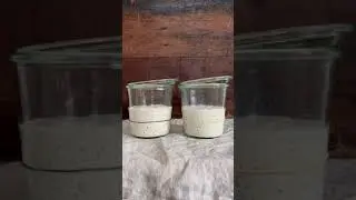 Surdej - Sourdough - New versus Well fed - Timelapse