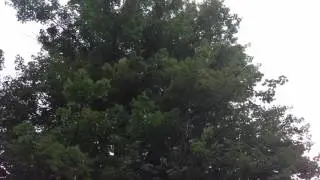 Cicada calling