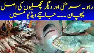 Fish market | Moosa Colonyموسى کالونى | اصل اور نقلی مچھلی کی پہچان @focus with fahim