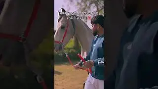 Horse video india horse #horse #horseenthusiast #animals #horselover #horsephotography #indiahorse