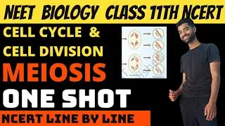 Meiosis | Cell cycle and cell division class 11th NEET | Ncert Line by Line