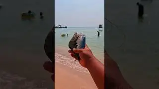 Found dead black shrimp and semarfish on the beach #shorts #shortvideo #viralshorts