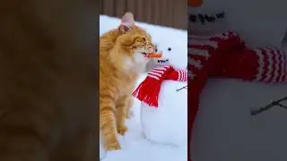 When Winter Snacks Appear, Chaos Ensues! #CatAdventures #Snowman