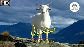Bakra Eid Status for Whatsapp 2021 | #Shorts #MulanaTariqjameel