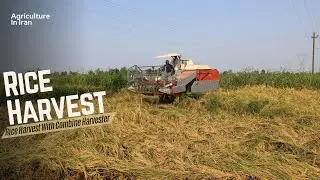 Rice Harvest Process | Rice Harvest In North Iran